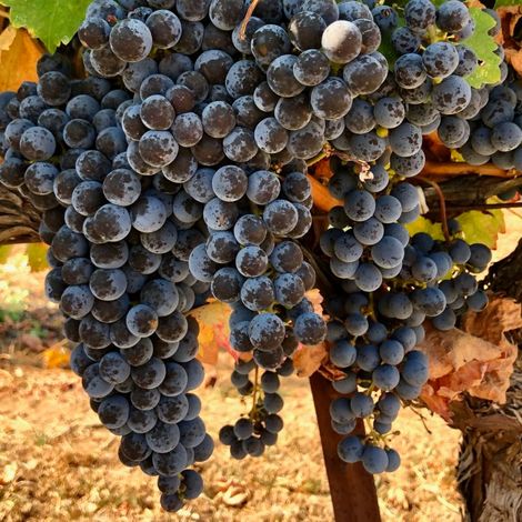 Hesp vineyard 3.jpeg