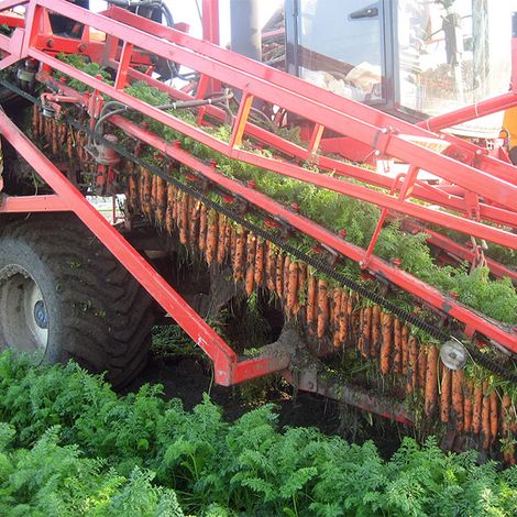De Boer Westwoud - Carrot Harvest