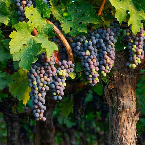 Finca el Origen - Product