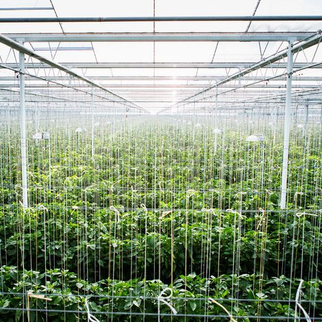 4Evergreen B.V. - Greenhouse