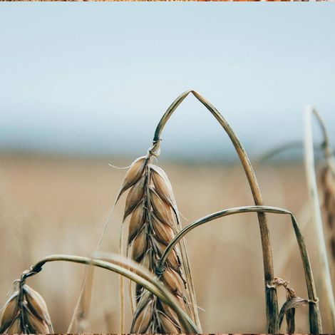 Yiğit Tarım - Wheat
