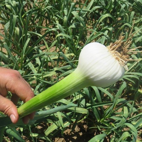 White Garlic New Crop 2021