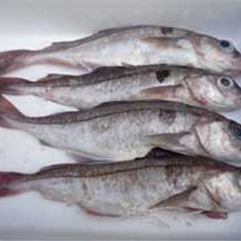 Couper Seafoods Ltd