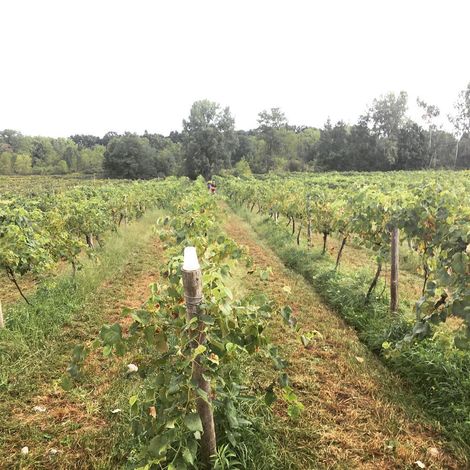 Barry Family Cellars - Vimeyard