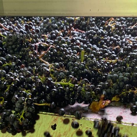 Château La Grâce Dieu_Wine_Process