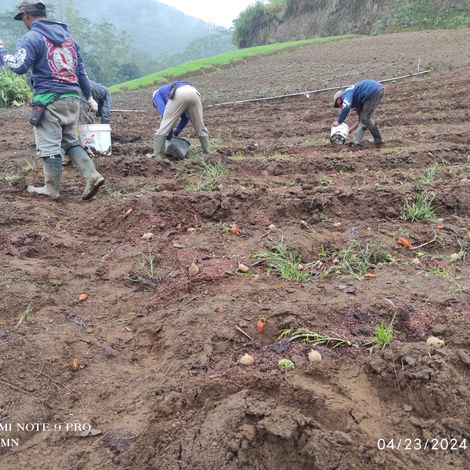 the process of planting potato seeds