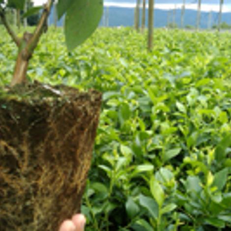 Mirtilusa - Sociedade de Produtores Horto-Frutícolas, Lda