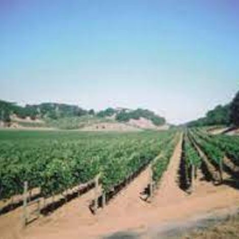 Pillar Rock Vineyard