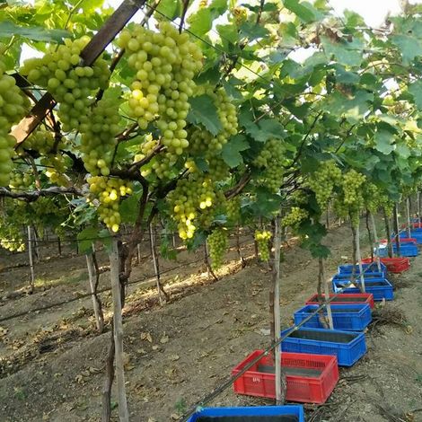 Aarya Imex - Plantation