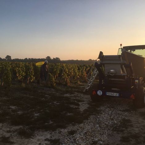 Château Sénéjac_Wine_Harvest1