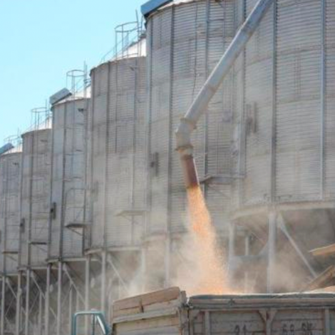 Grain Plant