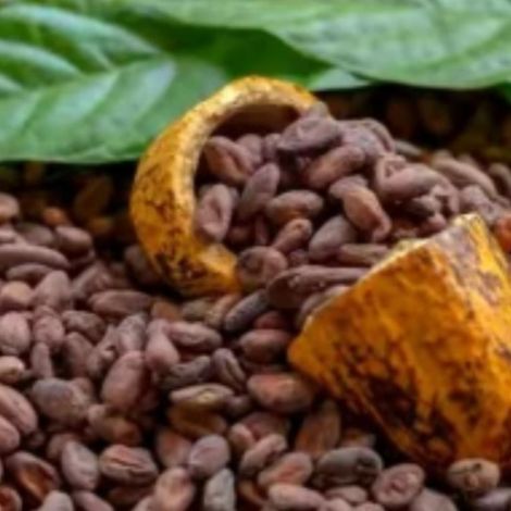 Cocoa beans