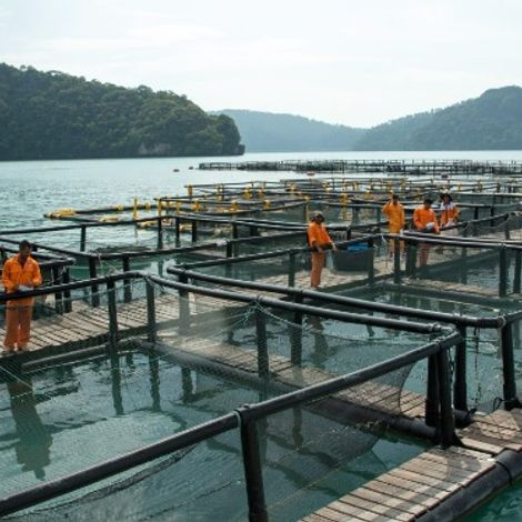 Fish Farm