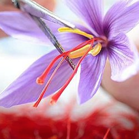 saffron-3_600x400.png