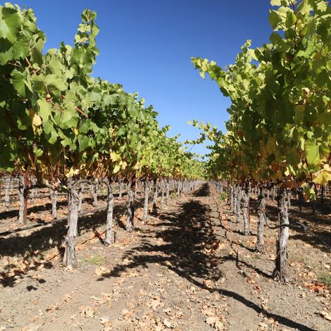 vineyard 4 Darms.jpg