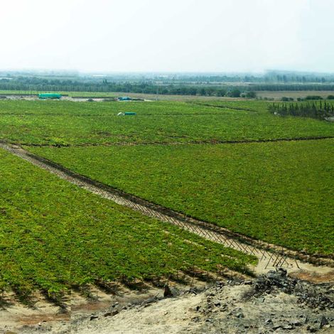 J & L Agroexportaciones S.A.C.