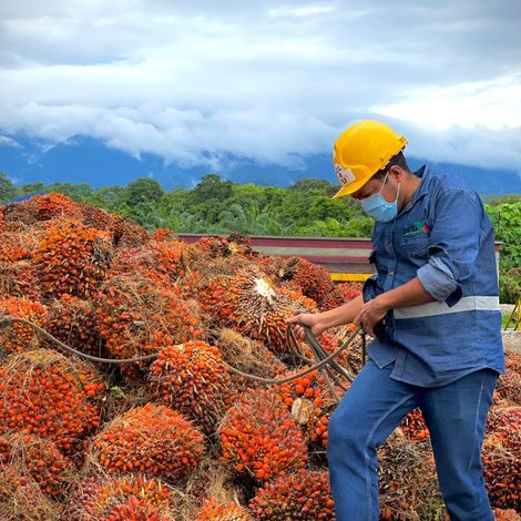 harvest