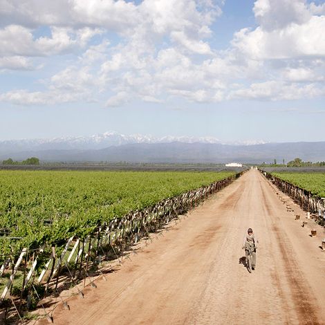 Bodega Santa Julia - Vineyard