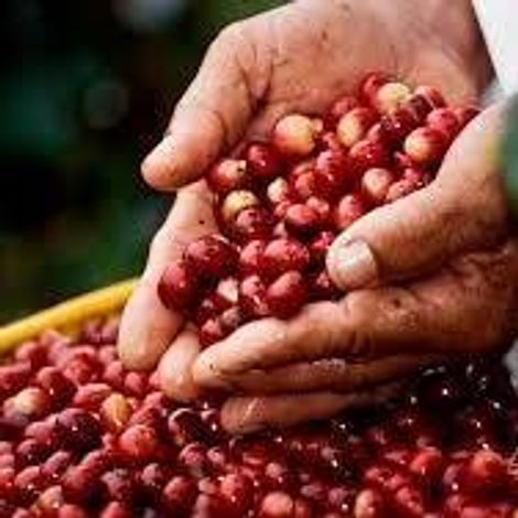 PROSERDI - Coffee Beans
