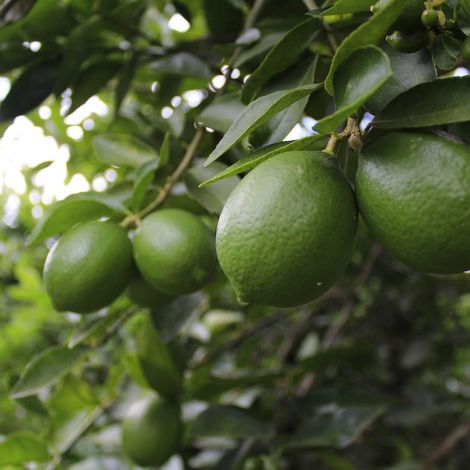 Limon.jpg