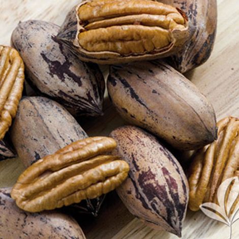 Pecan Global - Pecan Nuts