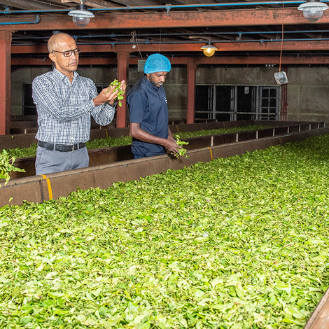 Black Tea Exports - Production