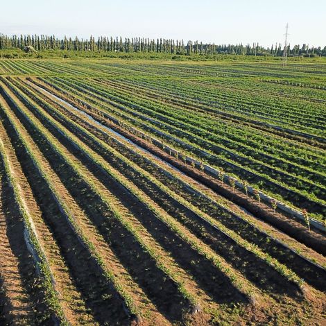 Blueberry Orchard in Khobi, Georgia
