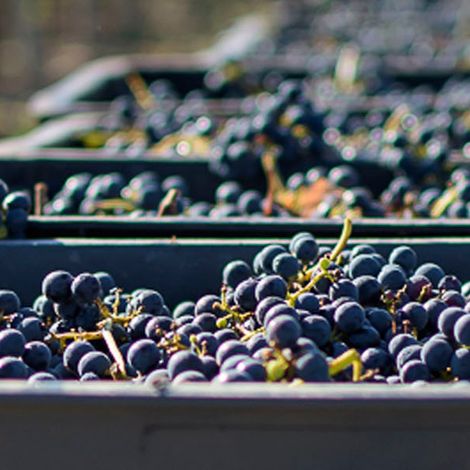 Finca Ambrosia