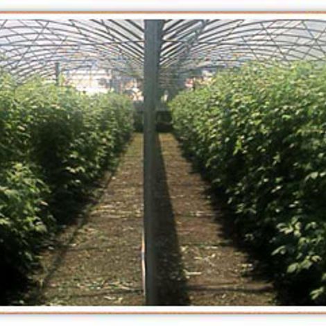 Etampo S.A. Blueberry Plantation