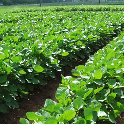 Mbeke Traders Ltd - Plantation