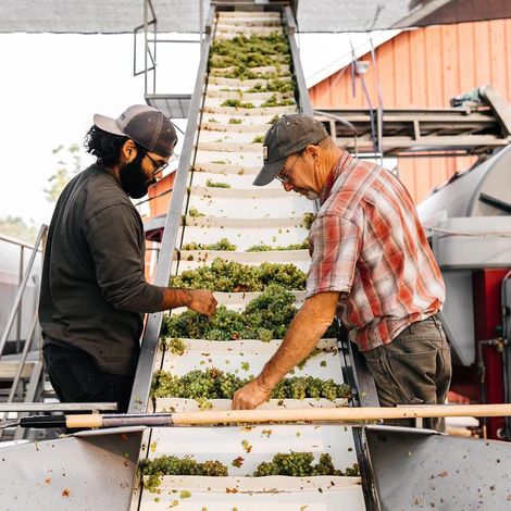 Frog's Leap Winery_Wine_Process2