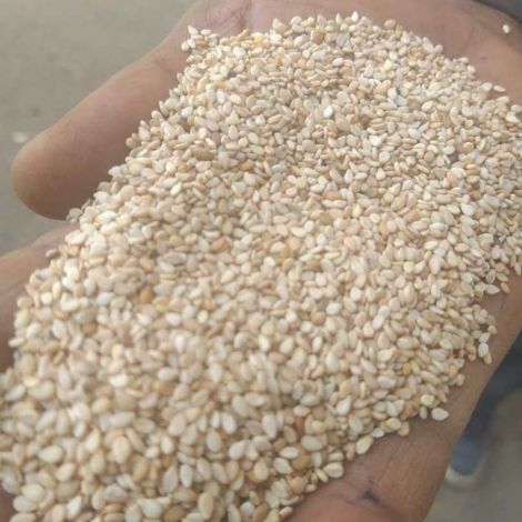Whitish Humera Sesame