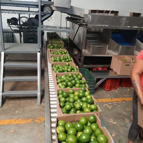 Limes