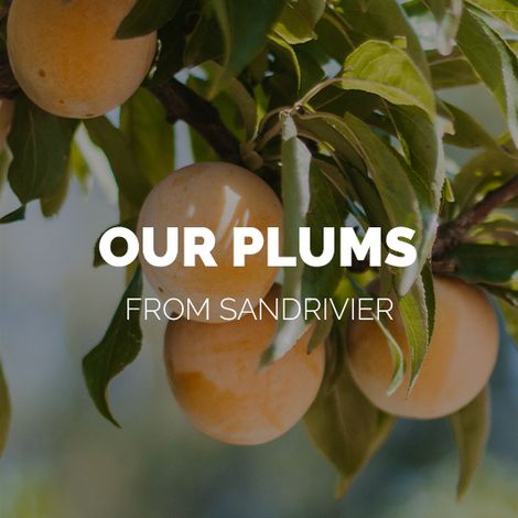 Plums-link-01.jpg