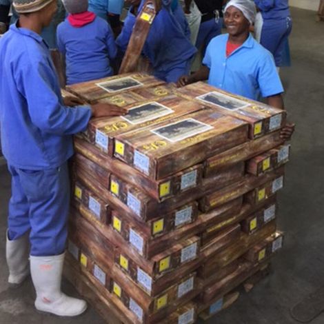 Frontline Seafood Traders - Packaged Squid