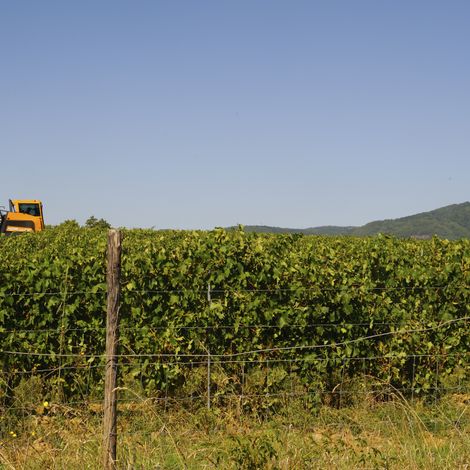 GRAPE HARVEST 4
