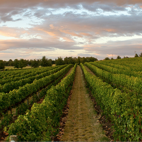 Leonetti vineyard 1.png