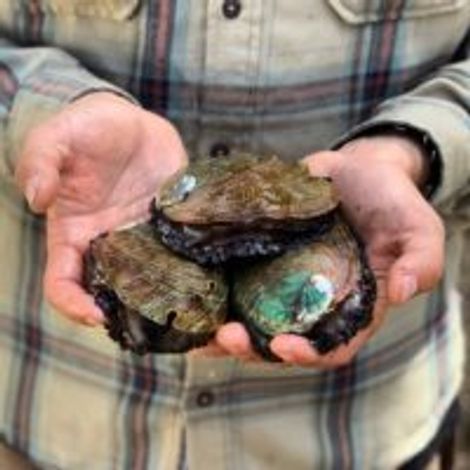 Cultured Abalone Farm