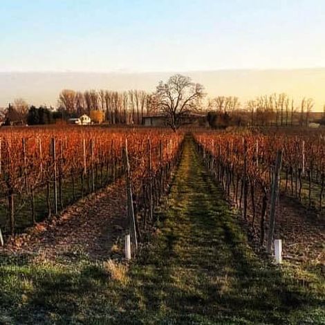 Weingut Bergdolt-Reif & Nett - Vineyard