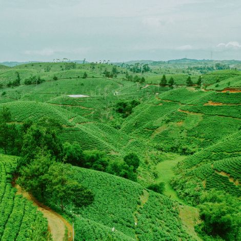 Takokak is one of the leading tea producing regions in Indonesia
