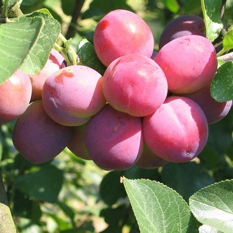 1661534325Graf AltansF.jpg