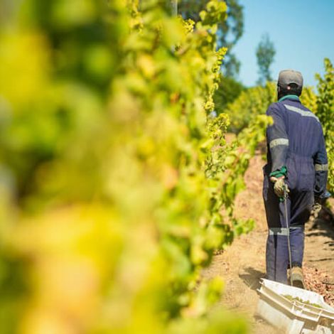 Vineyards