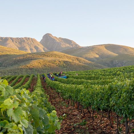 Jakkalsvlei Private Cellar - Vineyard