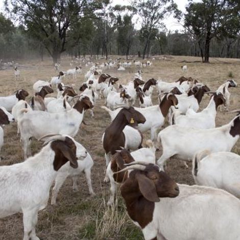 Myrrhee Pty Ltd - Goats