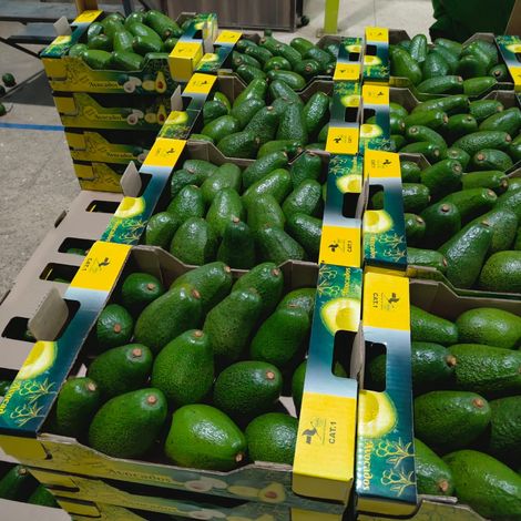 Fresh Hass Avocados, premium quality, harvested in Kenya