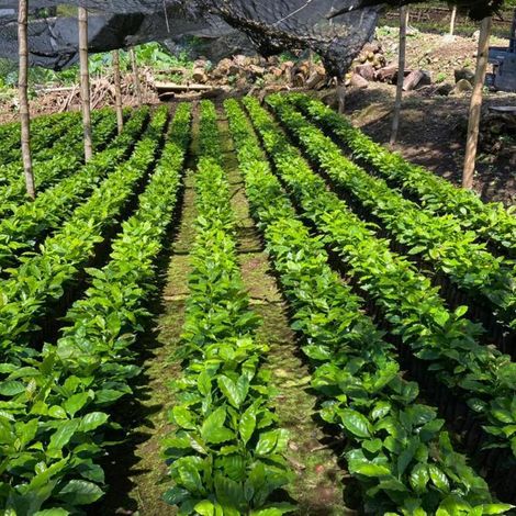 coffe plants