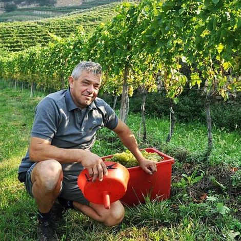 Cantina Villa Corniole_Wine_Picking