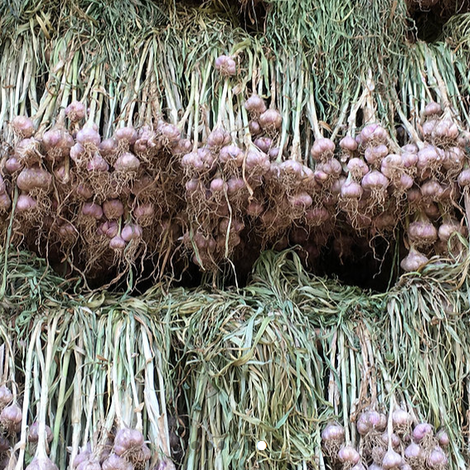 RUNGRUENG AGRI FOOD CO., LTD.