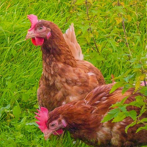 Poseritzer Eierhof  - Chickens