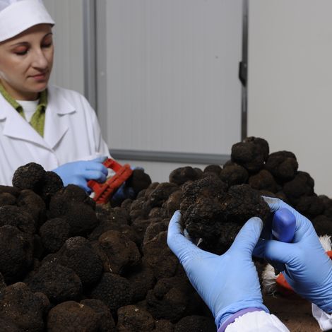 Selection of Burgundy truffles